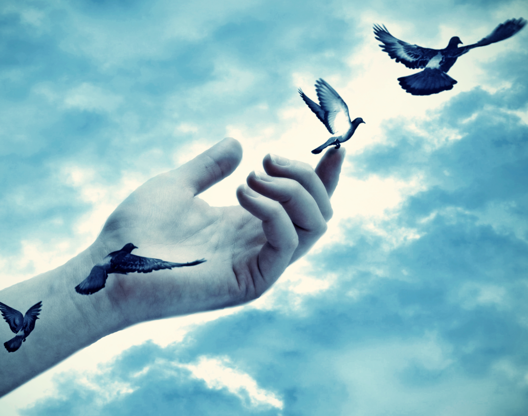 Птица на руке. Отпустить птицу в небо. Птица на руке фото. Картинка отпускаю птицу.